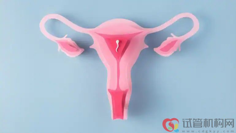 缺铁会增加不孕的风险吗? 缺铁会增加不孕的风险吗?