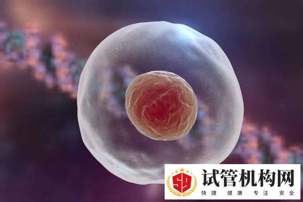 成熟卵泡的特征是什么
