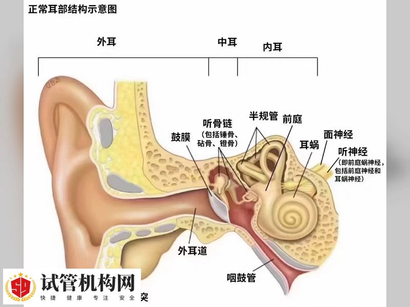 耳朵藏着“健康开关” 春季养生揉起来