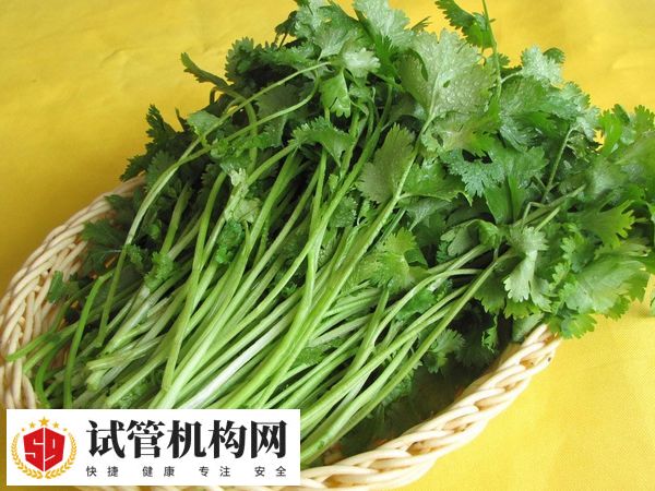 香菜可能引起过敏反应