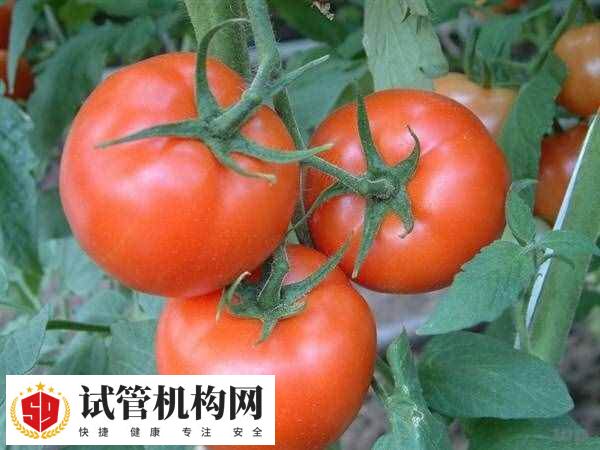 西红柿属寒性食物