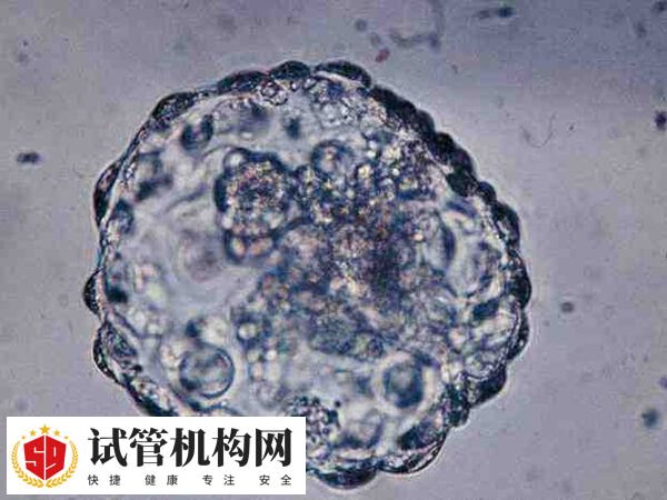 精子和卵子的生存最佳温度为35-37℃