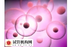 试管促排3天卵泡长多大